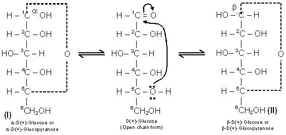 cyclic hemiacetal formation